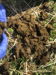 Equus caballus