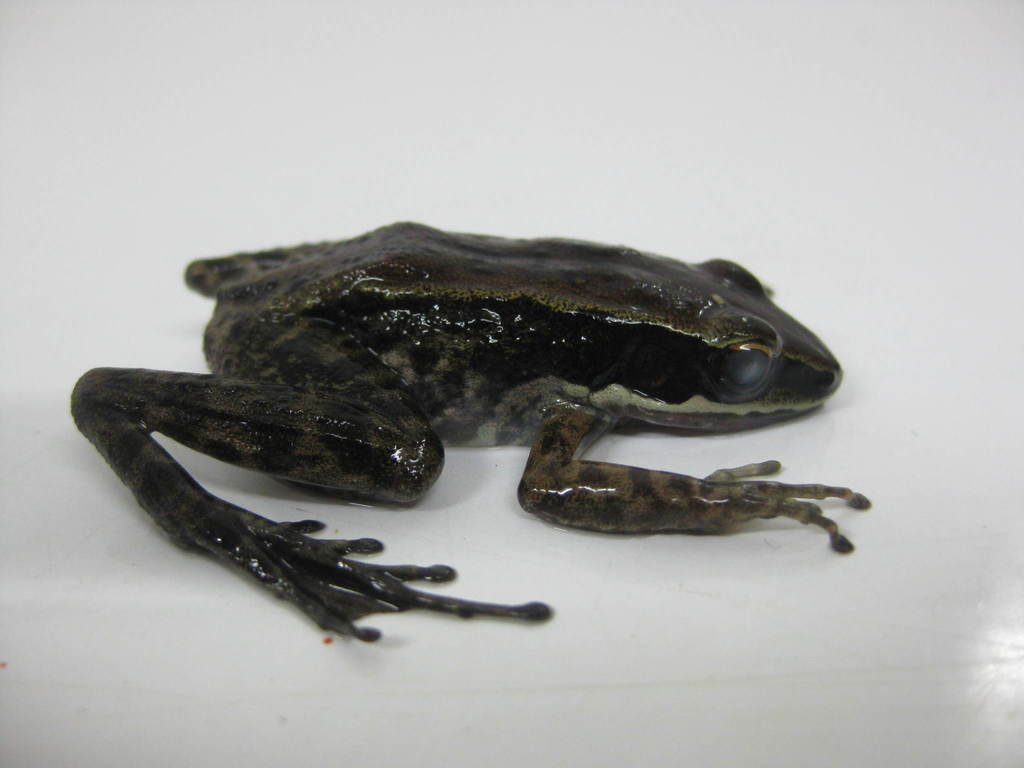 Papurana novaeguineae (Papurana novaeguineae)