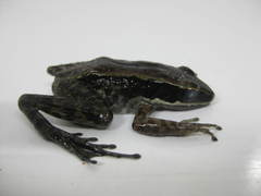 Papurana novaeguineae