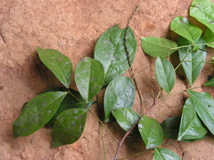 Picramnia ramiflora