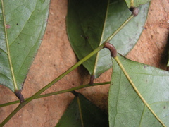 Picramnia ramiflora