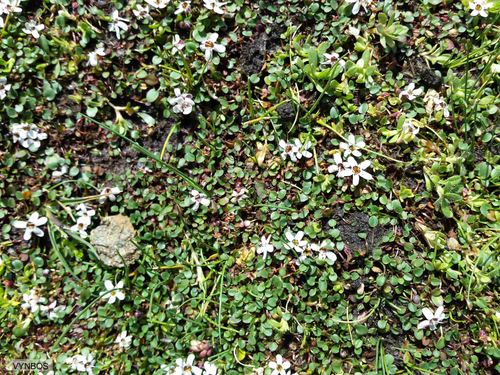 Limosella vesiculosa (Limosella vesiculosa)