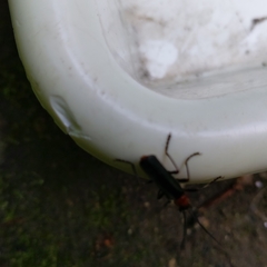 Cantharis fusca