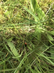 Cantharis rustica