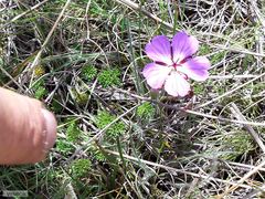 Geranium multisectum