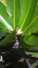 Calophyllum inophyllum image