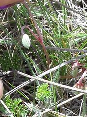 Geranium multisectum