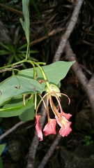Bauhinia hildebrandtii image