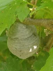 Dolichovespula sylvestris