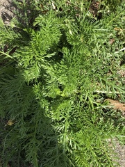 Matricaria discoidea