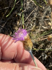 Psephellus trinervius