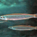 Northern Barracuda - Photo (c) Kevin Bryant, some rights reserved (CC BY-NC-SA)