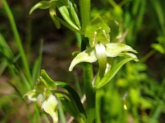 Platanthera chlorantha