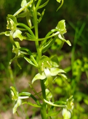Platanthera chlorantha