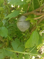 Dolichovespula sylvestris