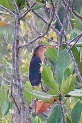 Ixobrychus minutus podiceps