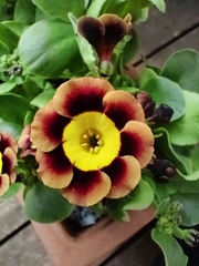 Auricula
