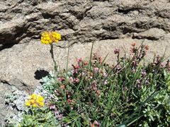 Helichrysum trilineatum