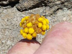 Helichrysum trilineatum