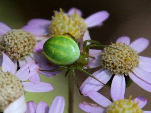 Araniella maderiana