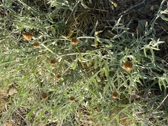 Psephellus trinervius