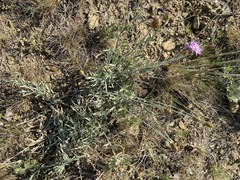 Psephellus trinervius