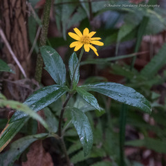 Sphagneticola calendulacea