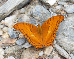 Vindula dejone celebensis