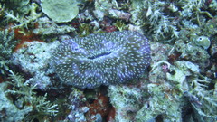 Lobactis scutaria