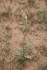 Ranunculus oxyspermus
