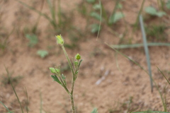 Ranunculus oxyspermus