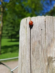 Coccinella septempunctata
