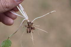 Ranunculus oxyspermus