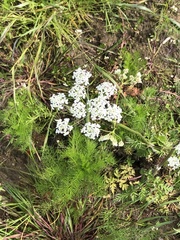 Bifora