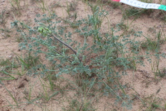 Prangos odontalgica