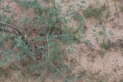 Prangos odontalgica