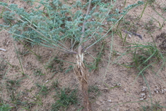 Prangos odontalgica