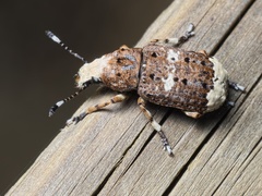 Platystomos albinus