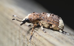 Platystomos albinus