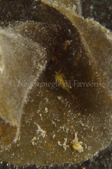 Diaphoreolis viridis