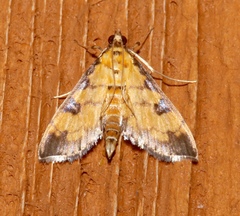 Ategumia ebulealis