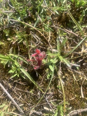 Trifolium incarnatum