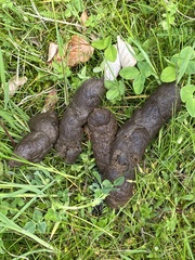 Nyctereutes procyonoides