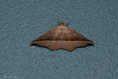 Sarisa muriferata