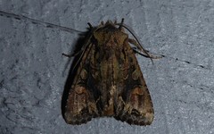 Ichneutica skelloni
