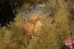 Dendronotus elegans