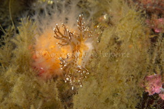 Dendronotus elegans