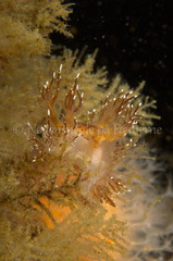 Dendronotus elegans
