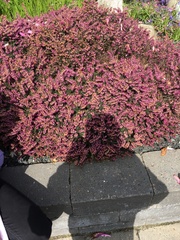 Erica carnea