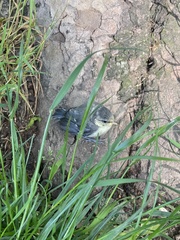 Cyanistes caeruleus